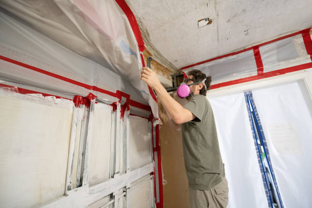 Best Attic Mold Removal  in Norwood Young America, MN