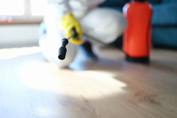 Best Black Mold Removal  in Norwood Young America, MN