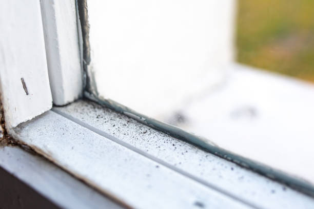  Norwood Young America, MN Mold Removal Pros
