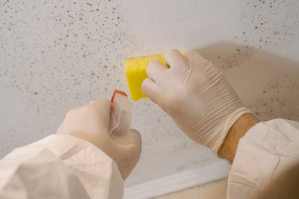 Best Mold Damage Restoration  in Norwood Young America, MN