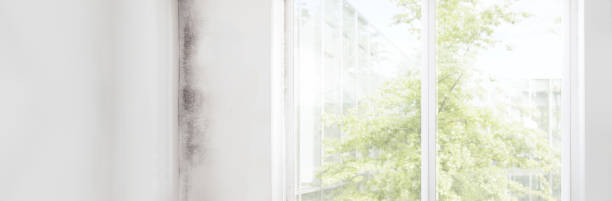 Best Environmental Consulting for Mold Prevention  in Norwood Young America, MN